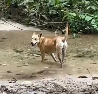 Illustration de l'article : La vidéo d'un chien errant accompagnant un groupe de randonneurs devient virale