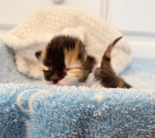 Trouve Dans La Rue A L Age De 2 Jours Ce Chaton Ouvre Les Yeux Pour La Premiere Fois Et Decouvre La Vie