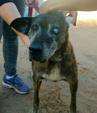 Illustration de l'article : Âgé, aveugle et amputé d'une patte, ce chien a passé 10 ans dans un refuge avant de rencontrer son âme soeur