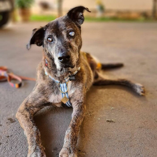 Illustration de l'article : Âgé, aveugle et amputé d'une patte, ce chien a passé 10 ans dans un refuge avant de rencontrer son âme soeur