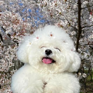 Illustration de l'article : Ces 20 photos mettant en valeur la bouille adorable d'un petit chien rendront votre journée meilleure