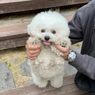 Illustration de l'article : Ces 20 photos mettant en valeur la bouille adorable d'un petit chien rendront votre journée meilleure