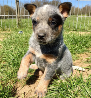 Illustration de l'article : 20 photos de Bouviers Australiens, une race de chien active et intelligente