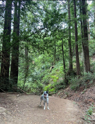 Illustration de l'article : 20 photos de Bouviers Australiens, une race de chien active et intelligente