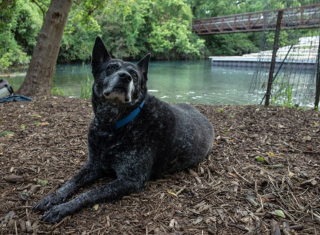 Illustration de l'article : 20 photos de Bouviers Australiens, une race de chien active et intelligente