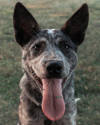 Illustration de l'article : 20 photos de Bouviers Australiens, une race de chien active et intelligente