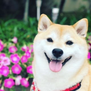 Illustration de l'article : 17 photos de Shiba Inu qui s'aiment, malgré la différence de caractère