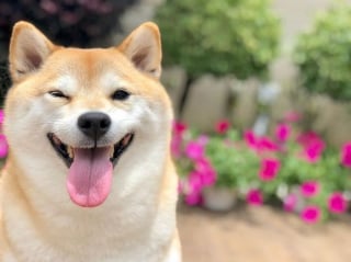 Illustration de l'article : 17 photos de Shiba Inu qui s'aiment, malgré la différence de caractère