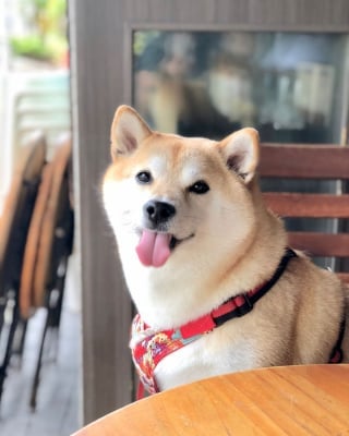 Illustration de l'article : 17 photos de Shiba Inu qui s'aiment, malgré la différence de caractère