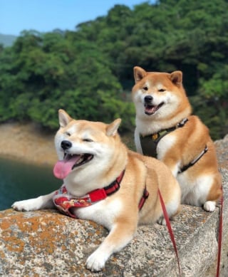 Illustration de l'article : 17 photos de Shiba Inu qui s'aiment, malgré la différence de caractère