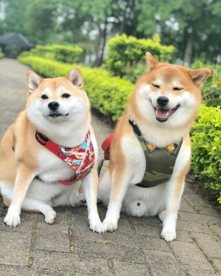 Illustration de l'article : 17 photos de Shiba Inu qui s'aiment, malgré la différence de caractère