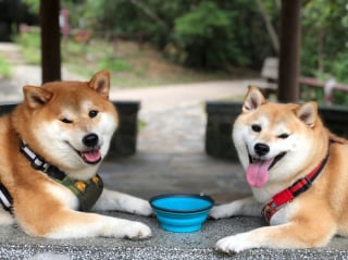 Illustration de l'article : 17 photos de Shiba Inu qui s'aiment, malgré la différence de caractère