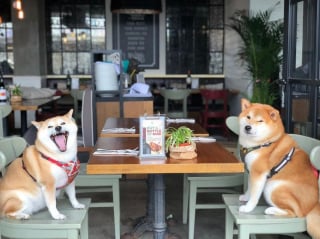 Illustration de l'article : 17 photos de Shiba Inu qui s'aiment, malgré la différence de caractère