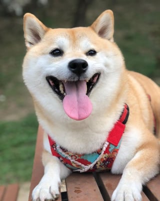 Illustration de l'article : 17 photos de Shiba Inu qui s'aiment, malgré la différence de caractère