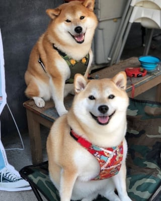 Illustration de l'article : 17 photos de Shiba Inu qui s'aiment, malgré la différence de caractère