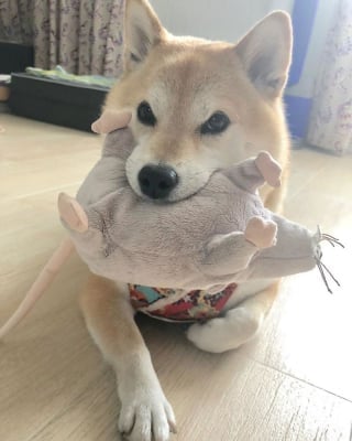 Illustration de l'article : 17 photos de Shiba Inu qui s'aiment, malgré la différence de caractère