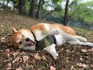 Illustration de l'article : 17 photos de Shiba Inu qui s'aiment, malgré la différence de caractère