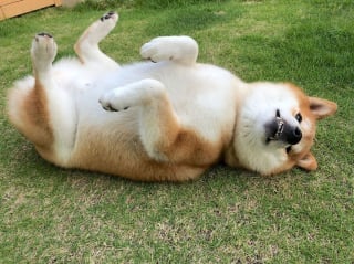 Illustration de l'article : 17 photos de Shiba Inu qui s'aiment, malgré la différence de caractère