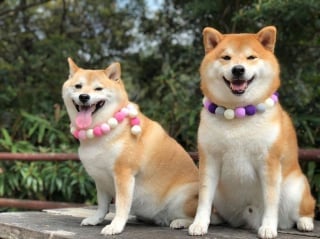 Illustration de l'article : 17 photos de Shiba Inu qui s'aiment, malgré la différence de caractère