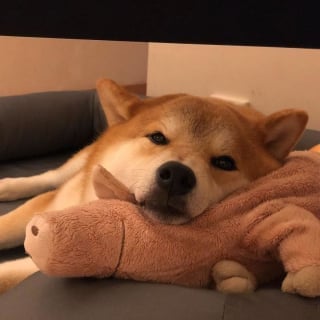 Illustration de l'article : 17 photos de Shiba Inu qui s'aiment, malgré la différence de caractère