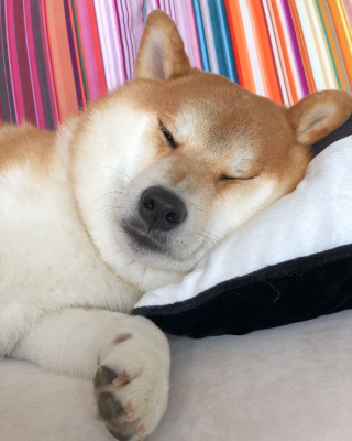 Illustration de l'article : 17 photos de Shiba Inu qui s'aiment, malgré la différence de caractère