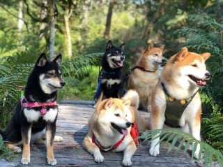 Illustration de l'article : 17 photos de Shiba Inu qui s'aiment, malgré la différence de caractère