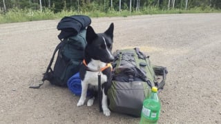 Illustration de l'article : 18 photos de Chiens d'ours de Carélie, une race que vous aurez envie d'apprendre à connaître