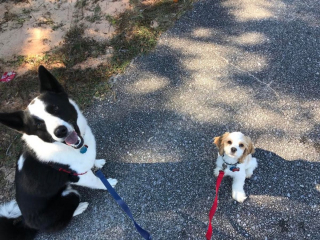 Illustration de l'article : 18 photos de Chiens d'ours de Carélie, une race que vous aurez envie d'apprendre à connaître