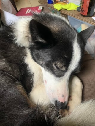 Illustration de l'article : 18 photos de Chiens d'ours de Carélie, une race que vous aurez envie d'apprendre à connaître