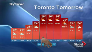 Illustration de l'article : Découvrez en 13 photos l'apparition surprise d'un chien lors d'une émission météo