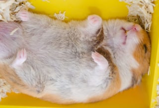 Illustration de l'article : 18 photos de hamsters qui vous mettront de bonne humeur