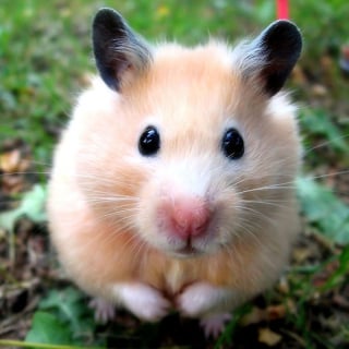 Illustration de l'article : 18 photos de hamsters qui vous mettront de bonne humeur