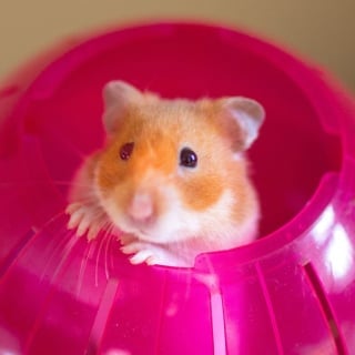 Illustration de l'article : 18 photos de hamsters qui vous mettront de bonne humeur