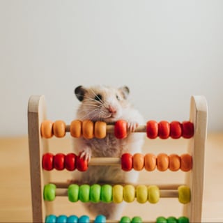 Illustration de l'article : 18 photos de hamsters qui vous mettront de bonne humeur