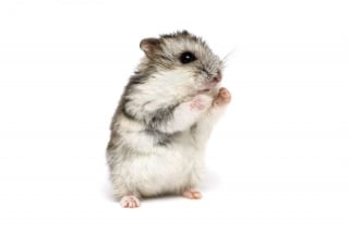 Illustration de l'article : 18 photos de hamsters qui vous mettront de bonne humeur