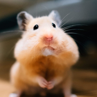 Illustration de l'article : 18 photos de hamsters qui vous mettront de bonne humeur