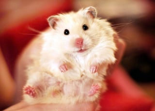 Illustration de l'article : 18 photos de hamsters qui vous mettront de bonne humeur