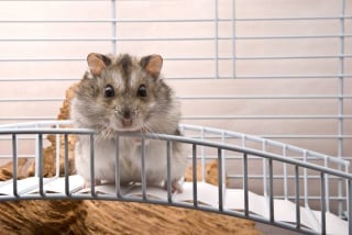 Illustration de l'article : 18 photos de hamsters qui vous mettront de bonne humeur