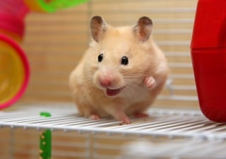 Illustration de l'article : 18 photos de hamsters qui vous mettront de bonne humeur