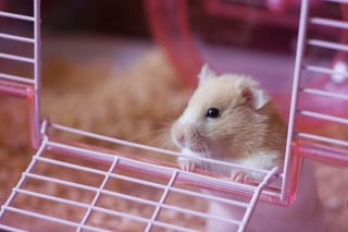 Illustration de l'article : 18 photos de hamsters qui vous mettront de bonne humeur