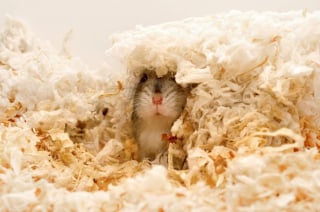 Illustration de l'article : 18 photos de hamsters qui vous mettront de bonne humeur