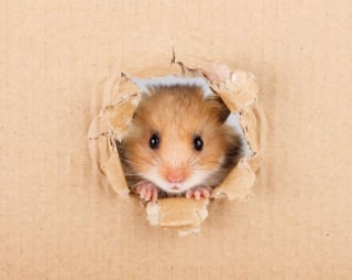 Illustration de l'article : 18 photos de hamsters qui vous mettront de bonne humeur