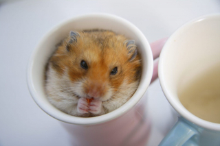 Illustration de l'article : 18 photos de hamsters qui vous mettront de bonne humeur