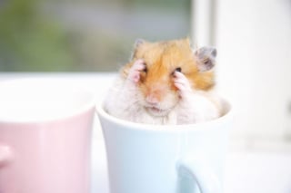 Illustration de l'article : 18 photos de hamsters qui vous mettront de bonne humeur