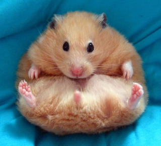 Illustration de l'article : 18 photos de hamsters qui vous mettront de bonne humeur