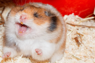 Illustration de l'article : 18 photos de hamsters qui vous mettront de bonne humeur