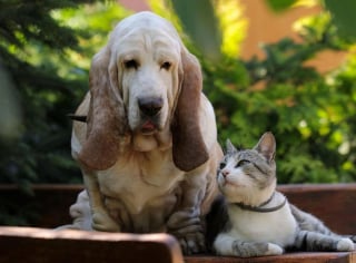 Illustration de l'article : 10 races de chiens qui peuvent parfaitement s'entendre avec un chat