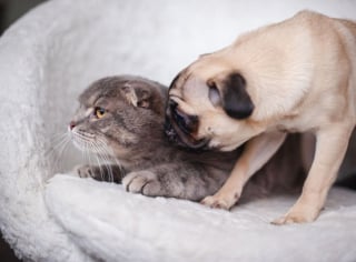 Illustration de l'article : 10 races de chiens qui peuvent parfaitement s'entendre avec un chat