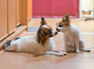 Illustration de l'article : 10 races de chiens qui peuvent parfaitement s'entendre avec un chat