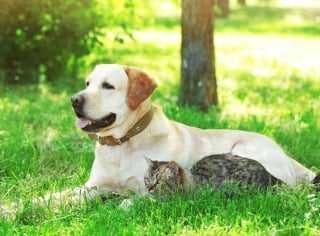 Illustration de l'article : 10 races de chiens qui peuvent parfaitement s'entendre avec un chat